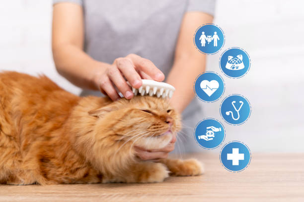 Complete Cat Care Guide for Beginners: Tips for a Happy and Healthy Cat