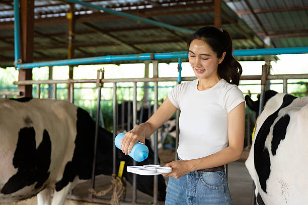 Milk Booster for Cattle: Maximizing Milk Production Through Better Nutrition and Feed Efficiency